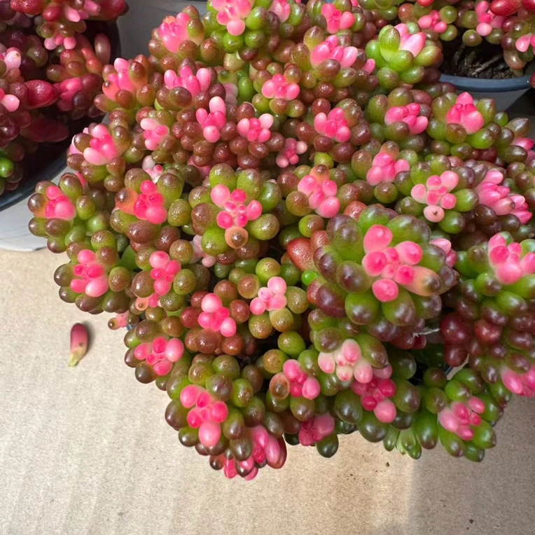 彩色 酱果锦 多肉植物