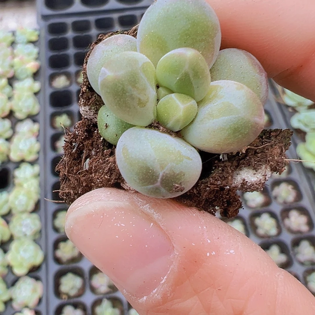 穴盘咖啡豆3颗19包邮多肉