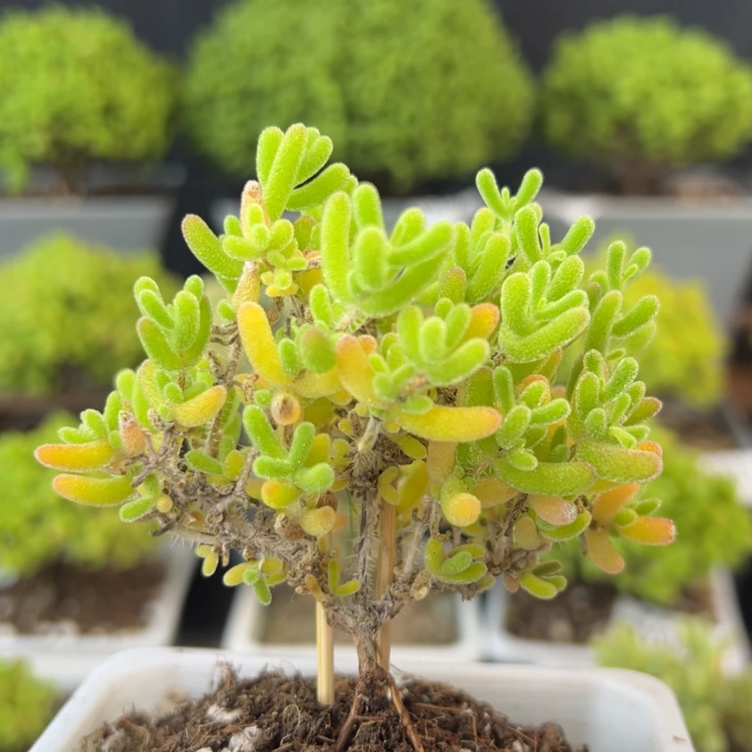 【闪购商品】dy0345冰川冠幅7.5cm