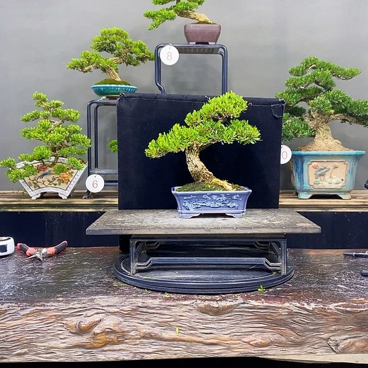 无花朵黄杨盆景四季常青
