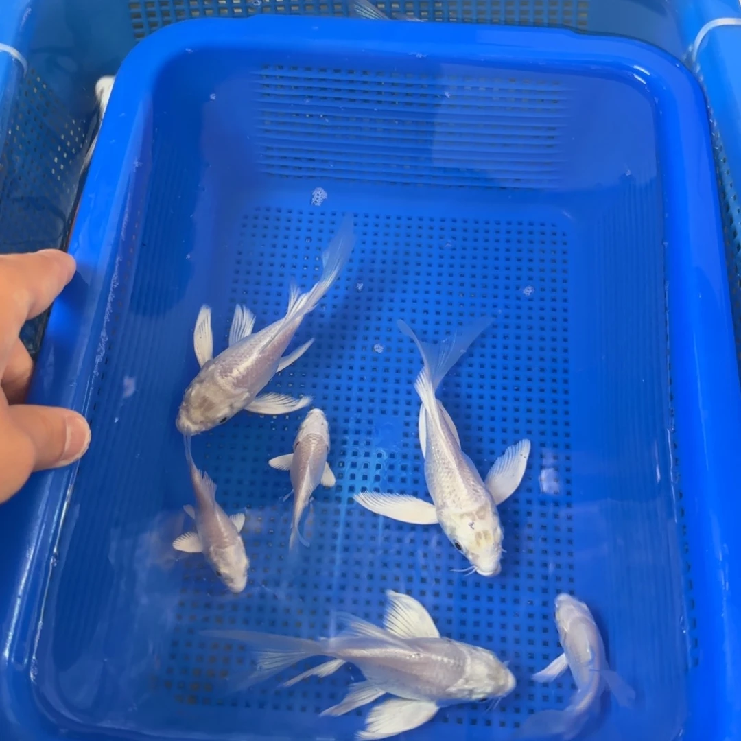 海水鱼三条11至13短身随机送三条小白短尾