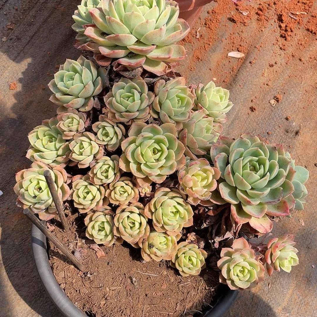 325哈密瓜（9号一物一拍多肉）