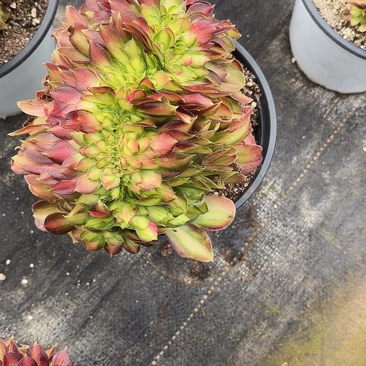 爱****逗183多肉植物植物植物植物植物