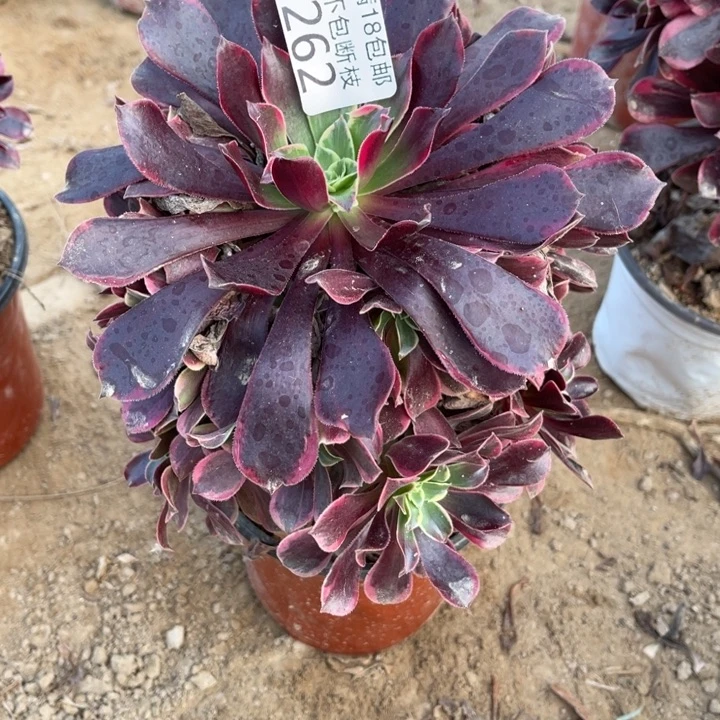 262金丝雀手捧4号'