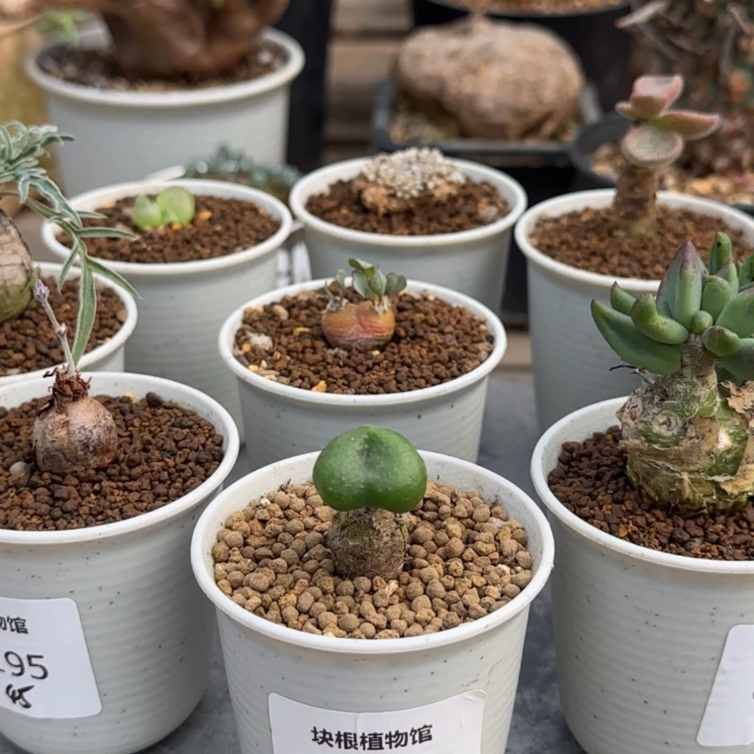 53欧宝不带盆发货