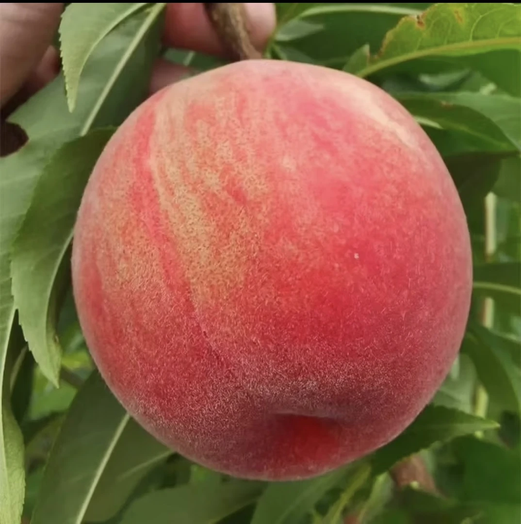 头茬凤凰水蜜桃现摘现发当季新鲜水果可撕皮爆汁软糯香甜