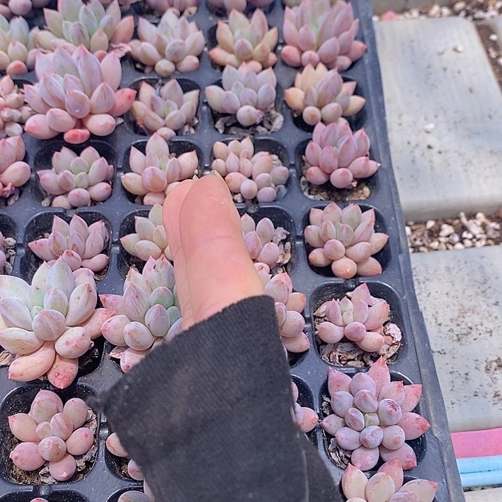 27-28 多肉植物盆栽花卉植物