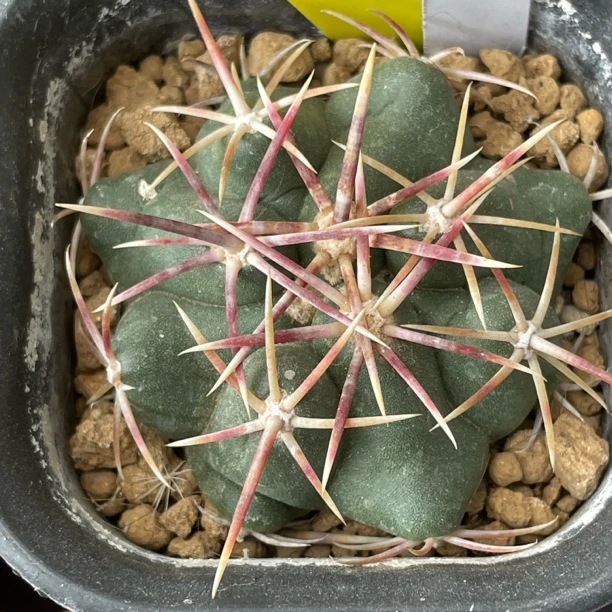 7544 大红鹰实生裸根发