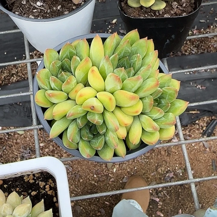 青蛙王子儿童11分钟