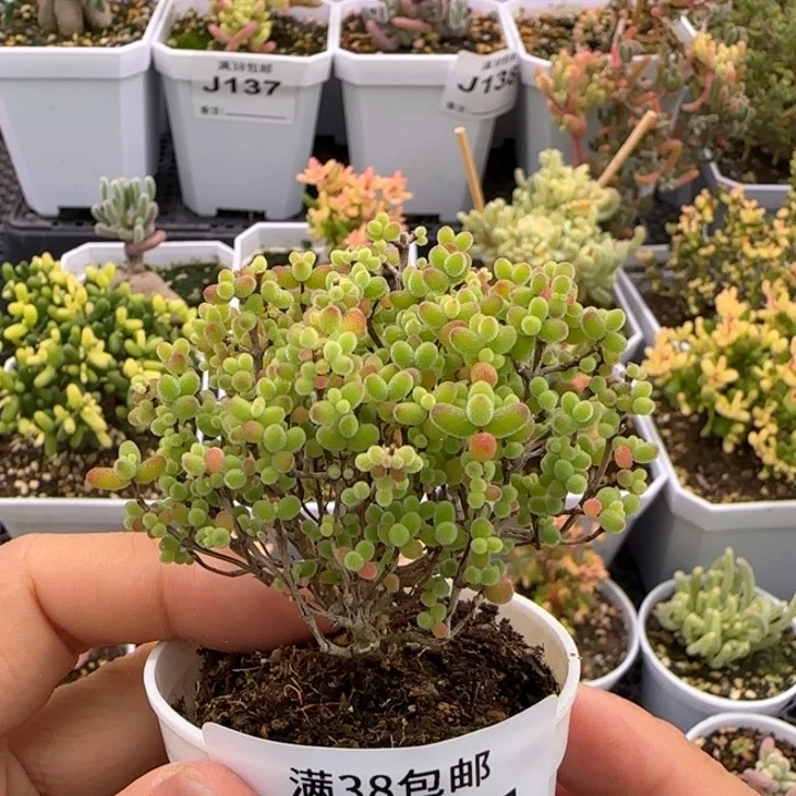 155-蜜桔糖球植物枝干