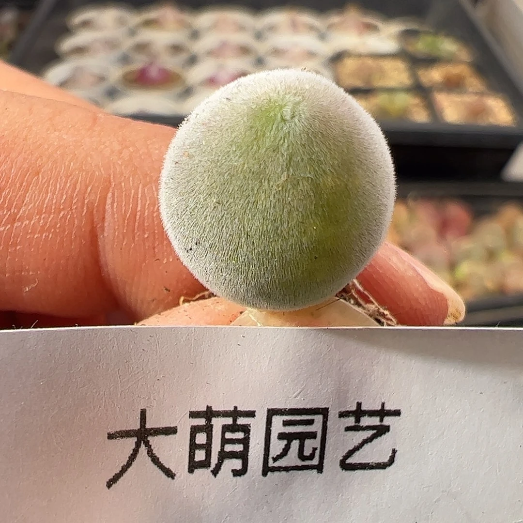 一物一拍。          75