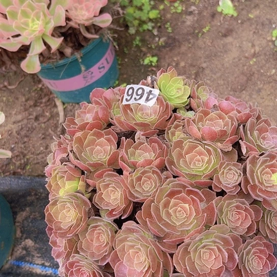 有***下多肉植物一个沙拉碗