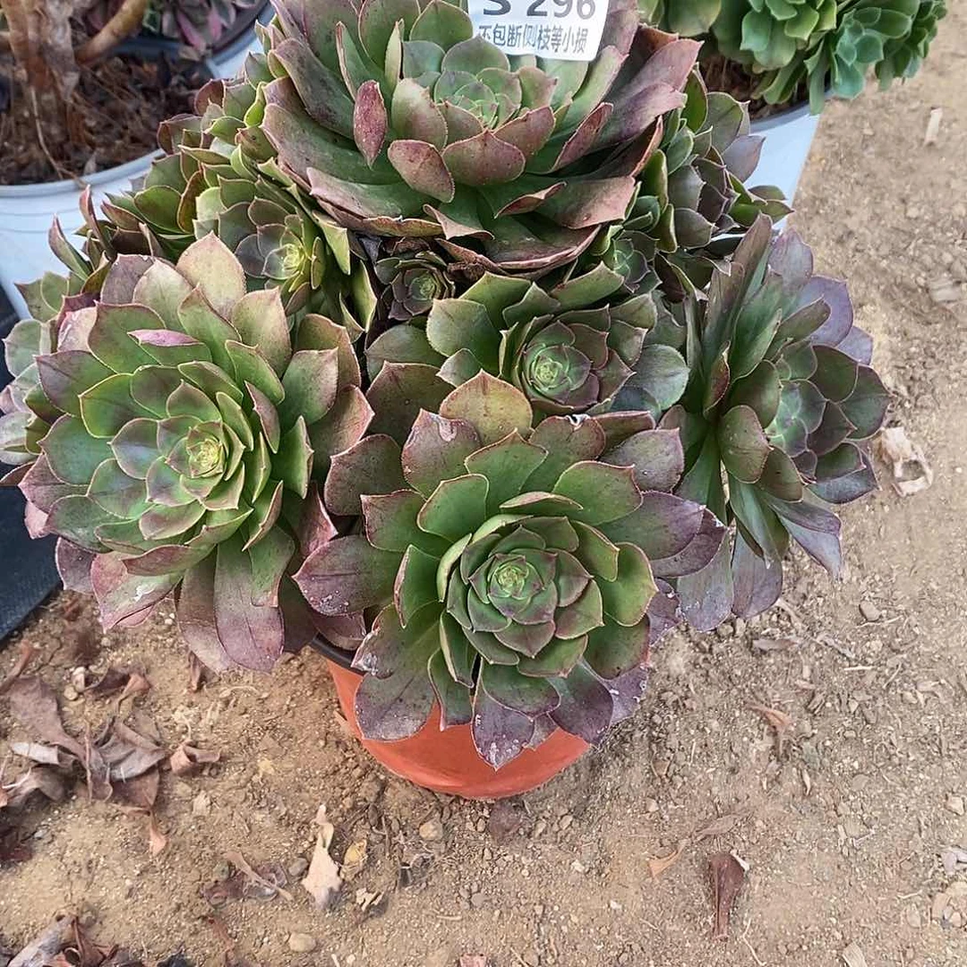 296万圣节沙拉碗一个断枝