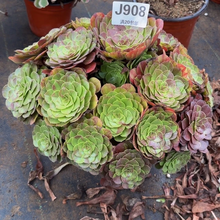 瑞妈多肉园艺908花月夜