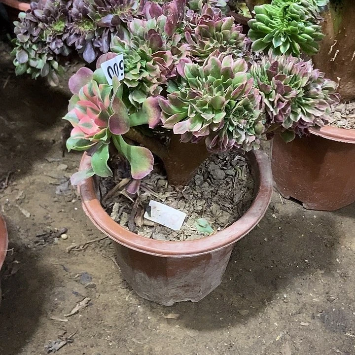009香妃缀化老板子