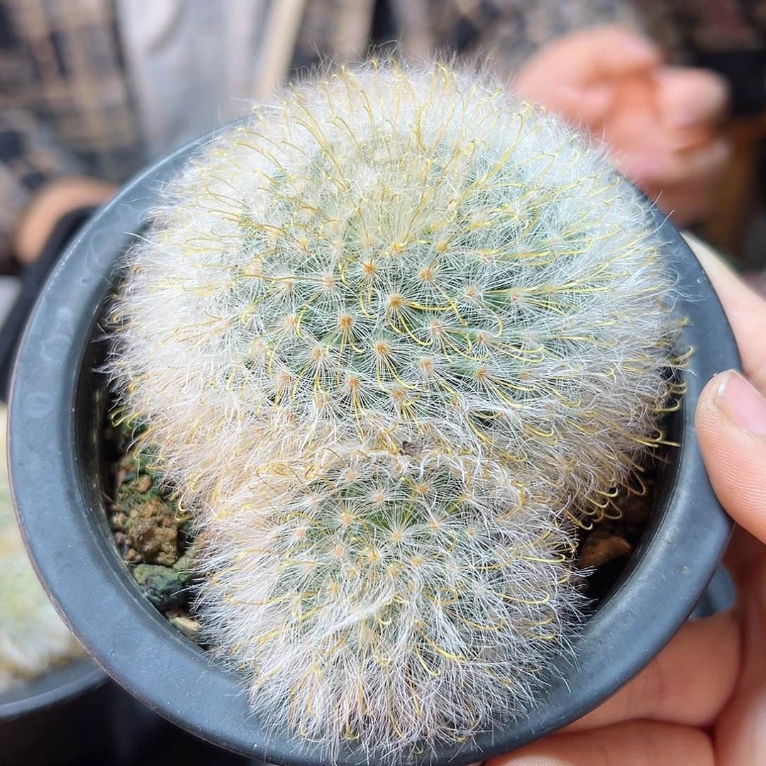 实生精控丽光殿9公分脱土