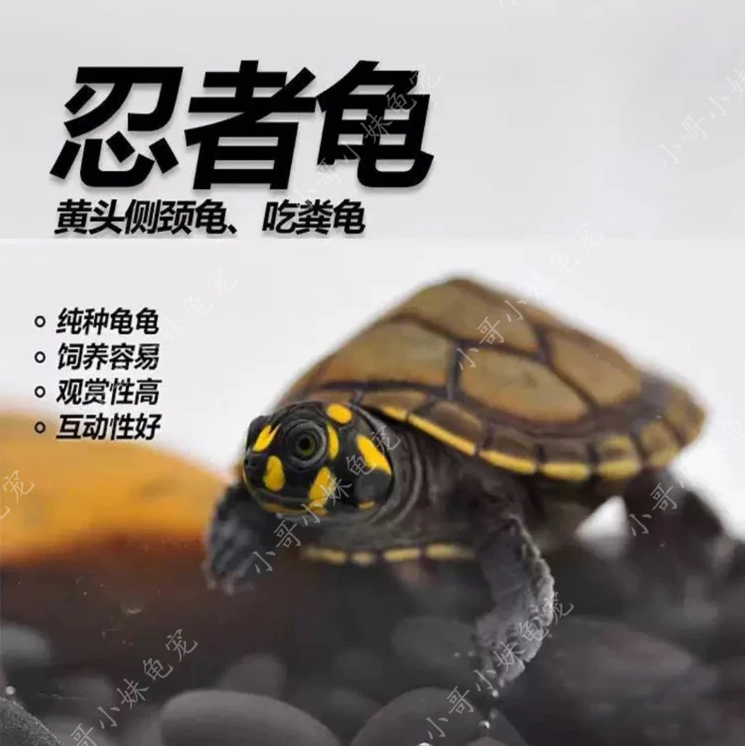 黄头龟侧颈龟忍者神龟深水长颈观赏吃粪乌龟粑粑清理鱼缸热带公母