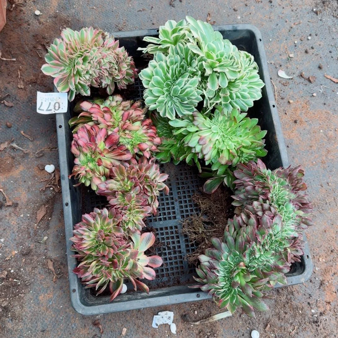 77组合六颗缀化多肉植物满28包邮
