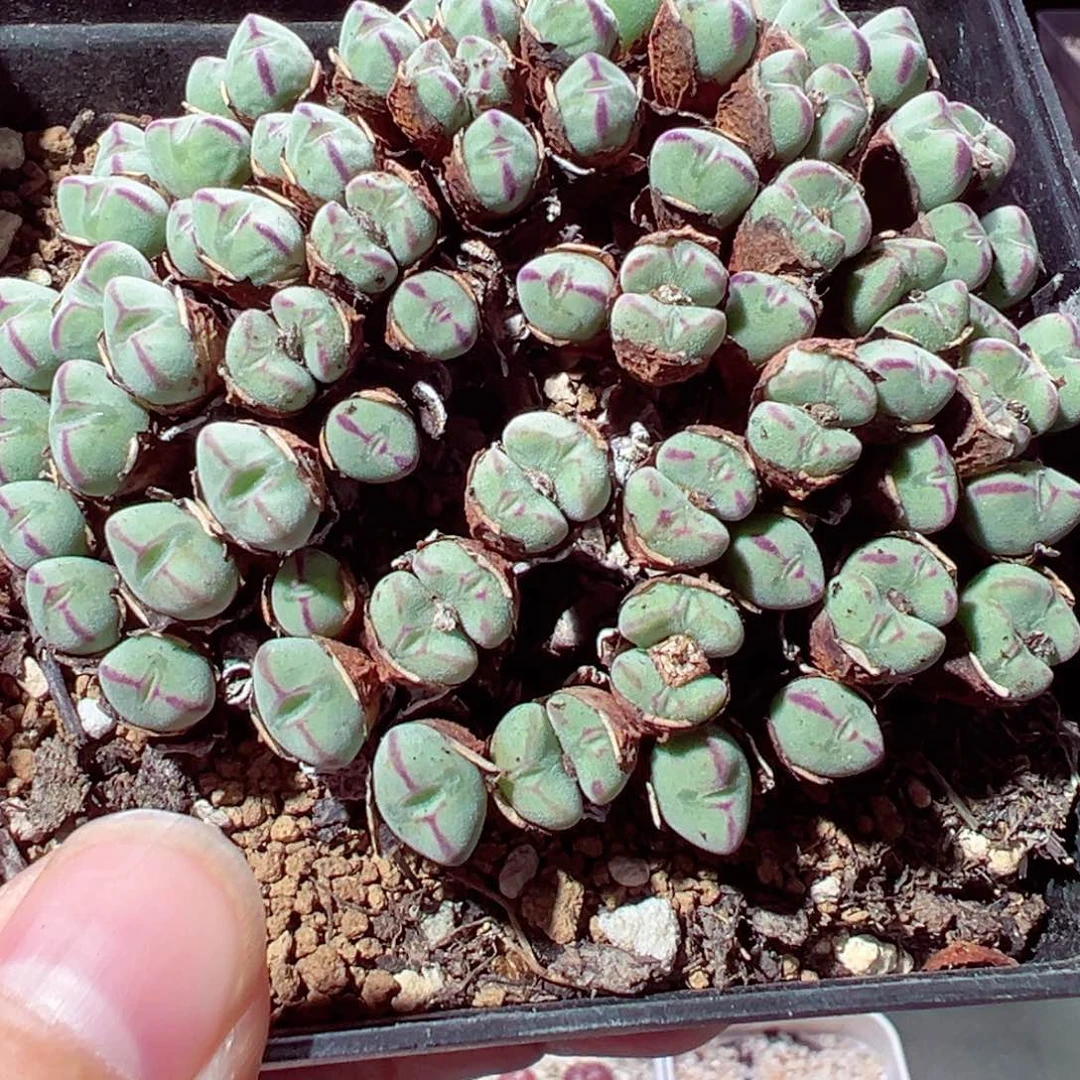 930-369多肉多肉口笛