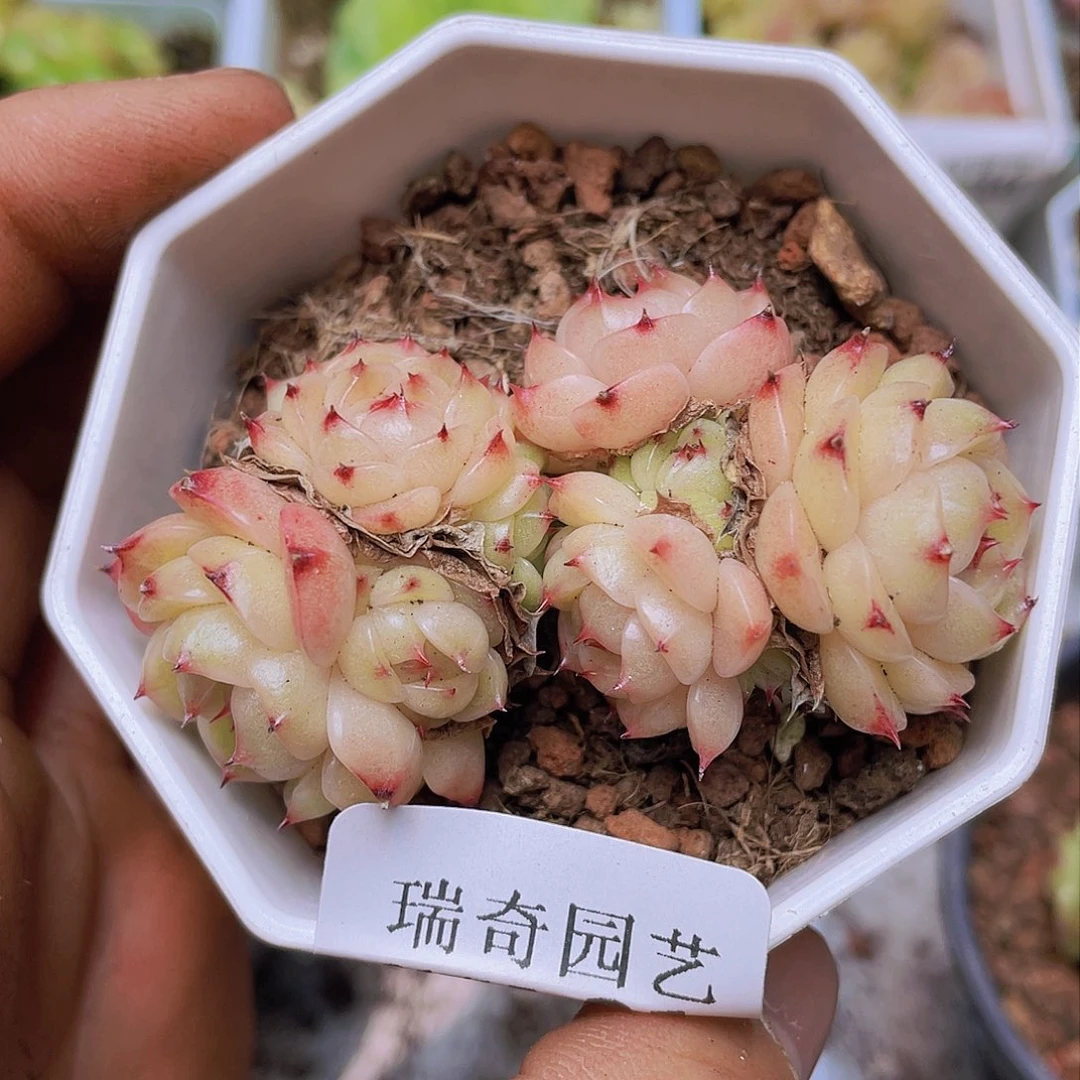 000000000000021量拍