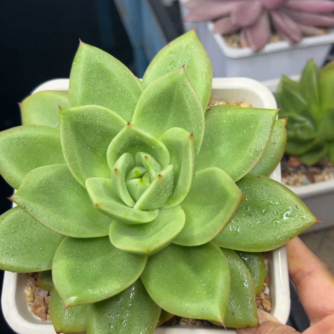 多肉30，38包邮，一物一拍