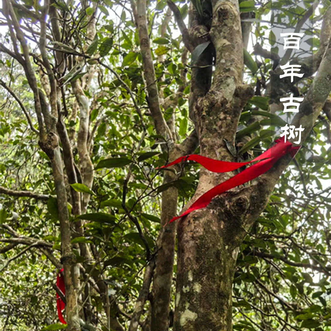 2025年蜜蜂塘古树散茶【春】原料云南普洱茶头春分享50克【拒不退换】