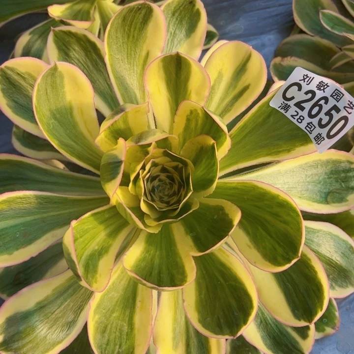 2650燕姿锦多肉植物法师