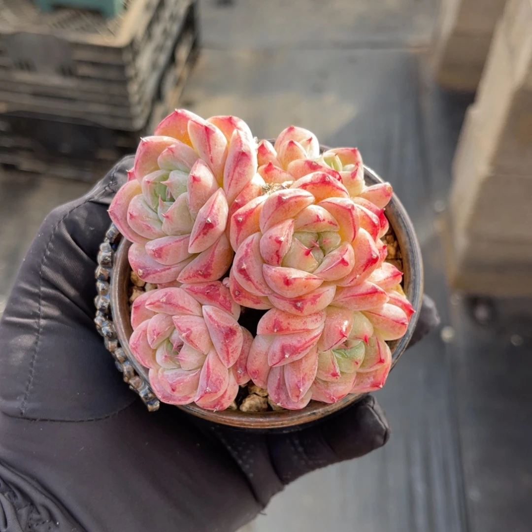 一物一拍不支持退换