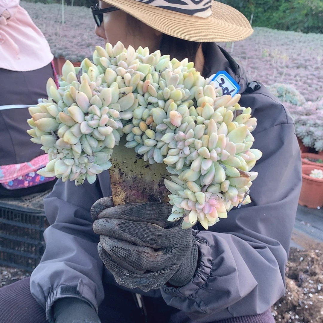 306 淡雪锦缀 一物一拍