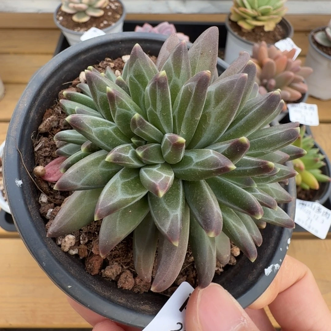 伊卡露诗111123-76