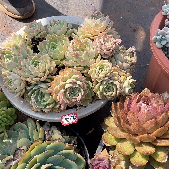 513不知名 一物一拍多肉