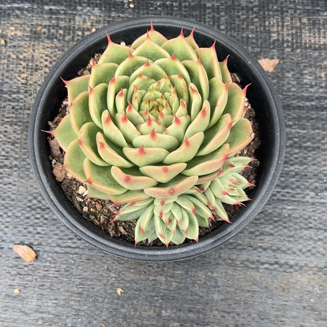 多肉植物托斯卡内莉