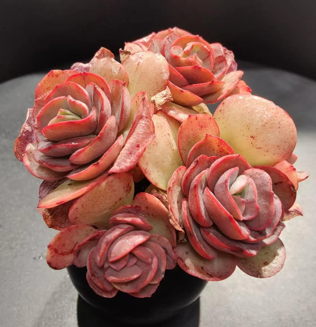 【直播专享】无土多肉--香槟秀妍玫瑰SP（1颗/不含盆）