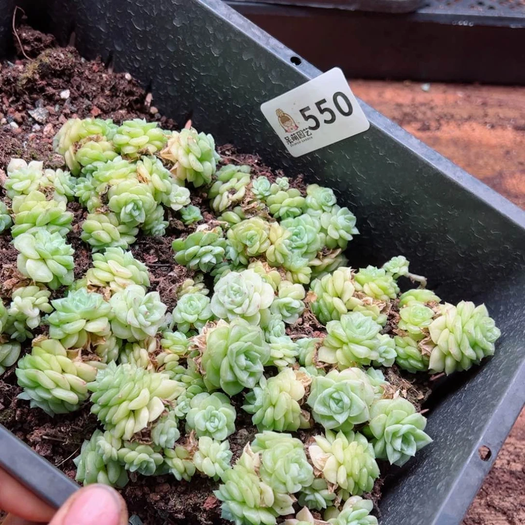 多肉植物多肉植物