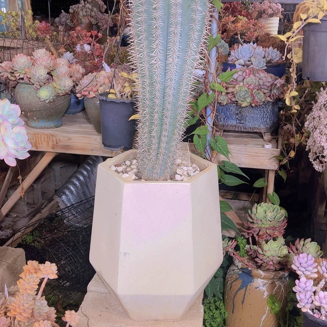 牛****园多肉植物保护研究所