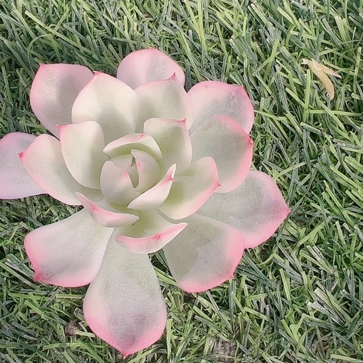 岁***澜多肉植物多肉植物