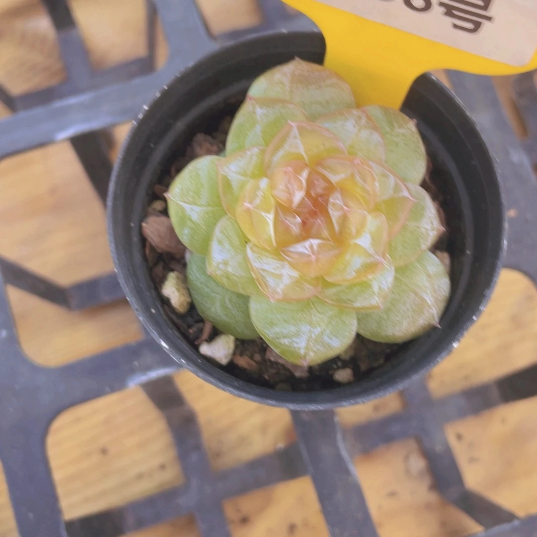 1438号 全冰透珍妮