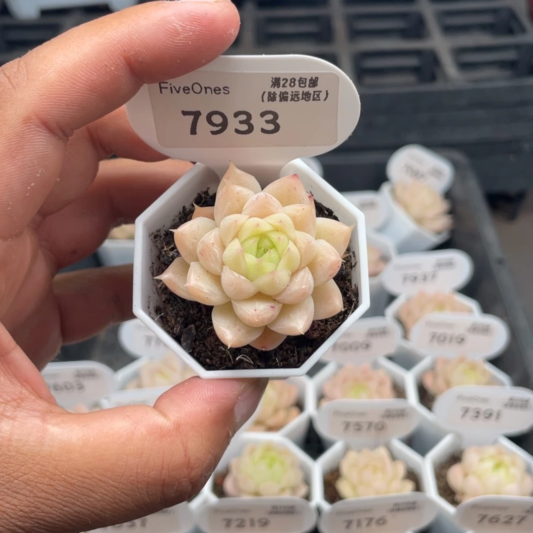 7933 麦秆3.5厘米
