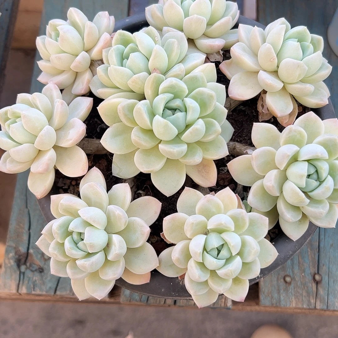 奶油美人捧花多肉植物