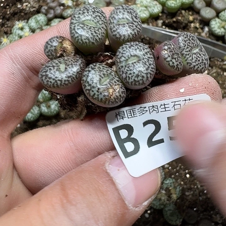 25 多肉植物多肉植物