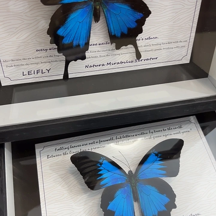 十寸新背景天堂凤蝶