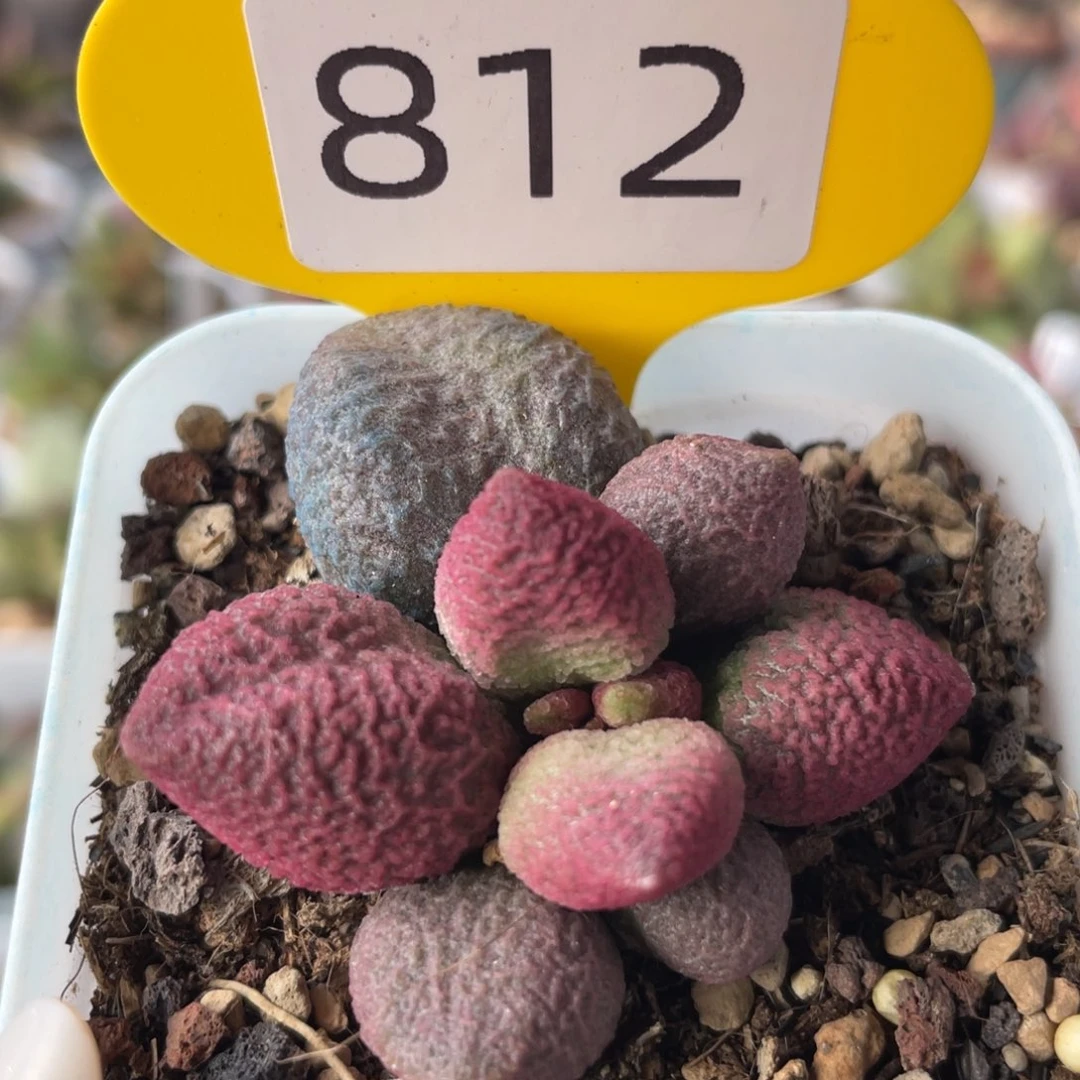 粉核桃。  812。