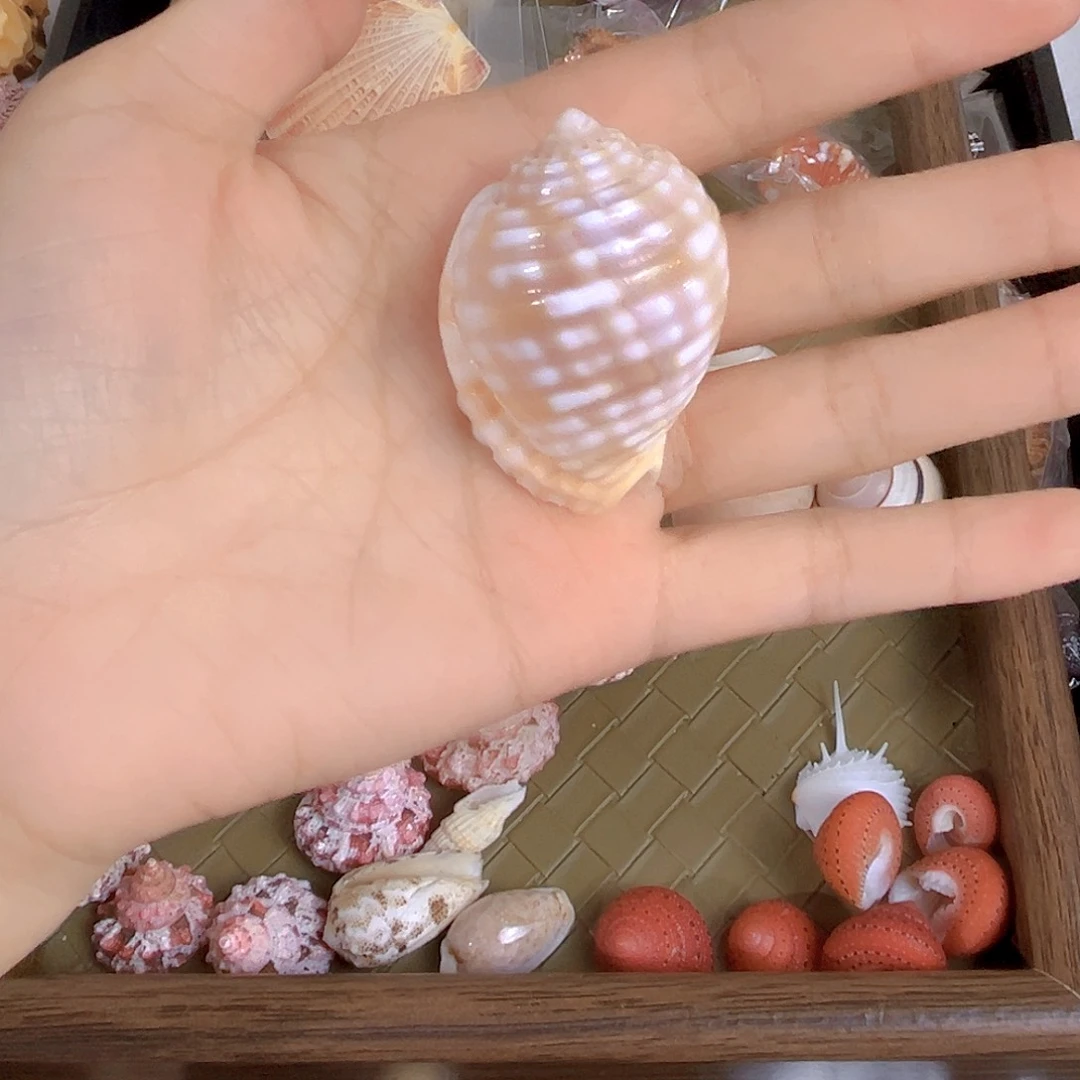 大理石磁石大****旺天然贝壳特价款不退不换