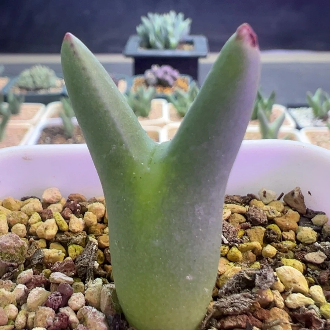 优选皮卡丘 肉锥植物