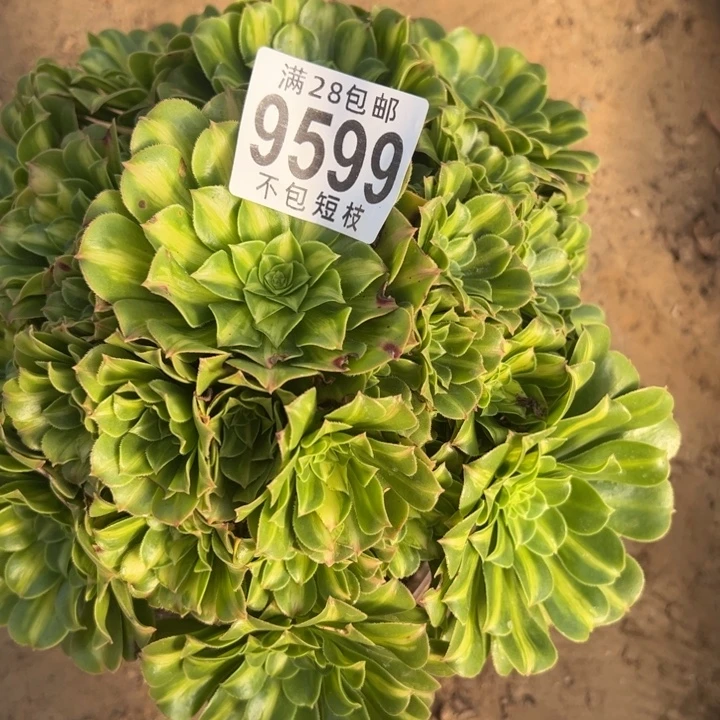 琉璃多肉植物法师9599