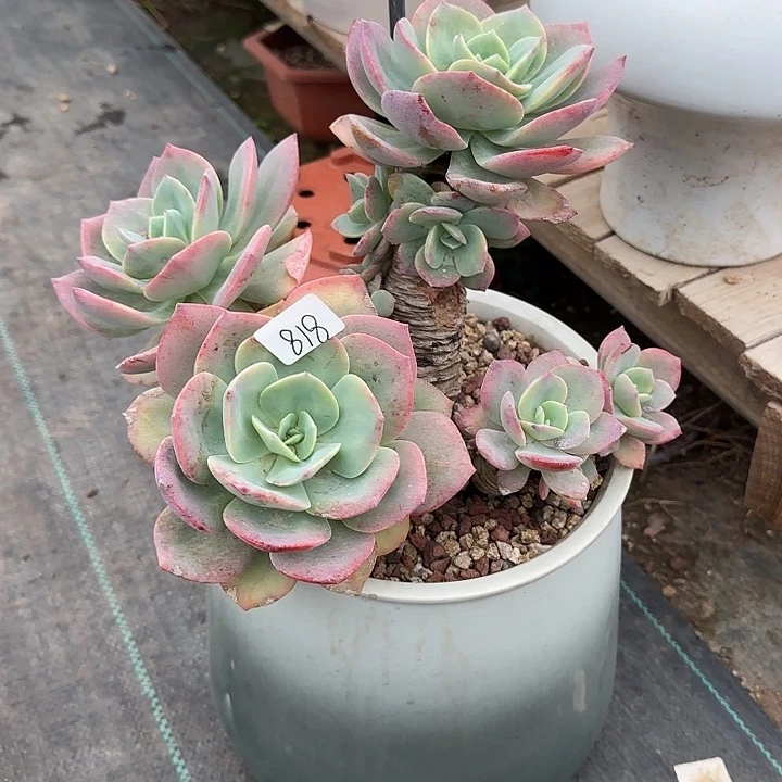 小**?818血凤脱土发货不退不换