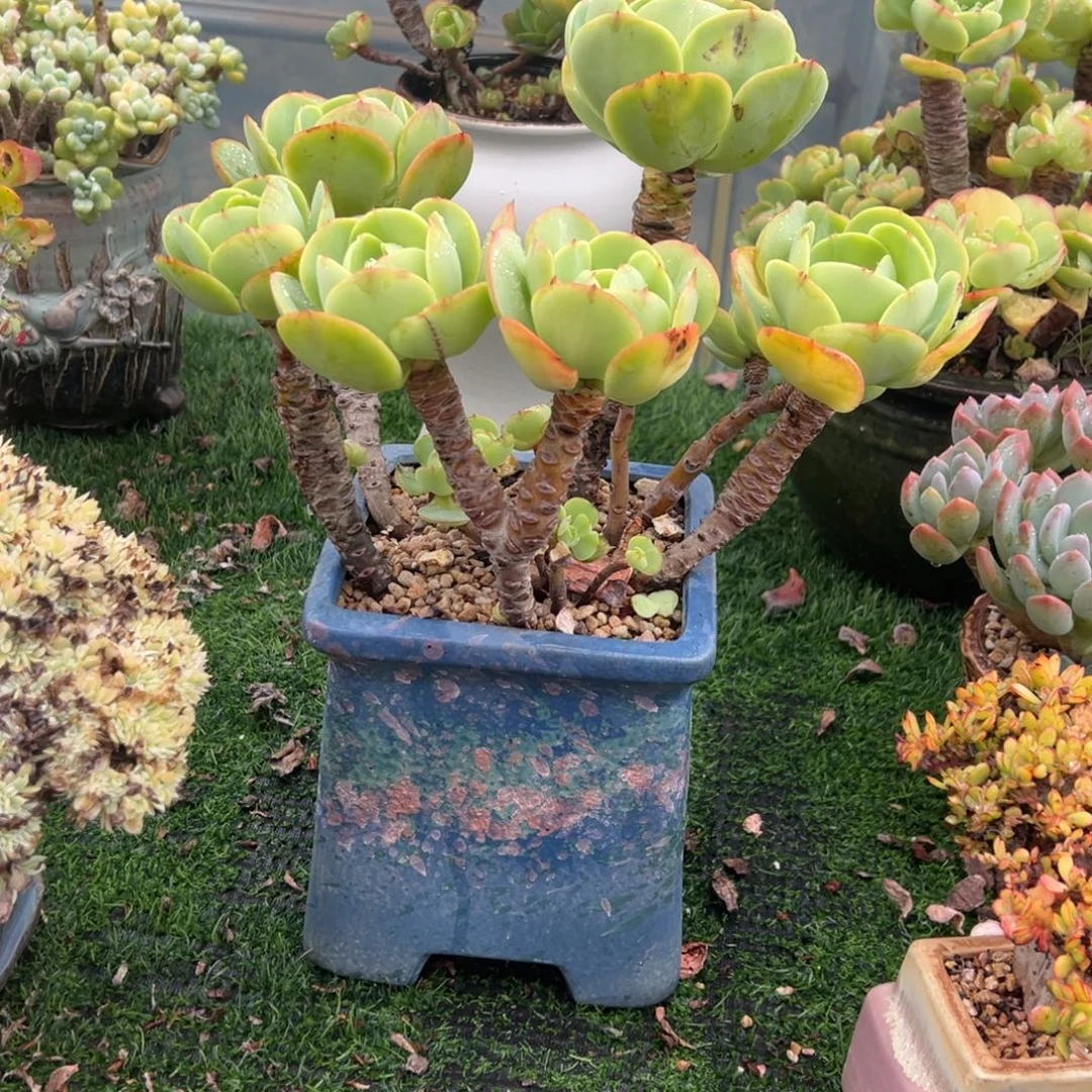 越***y碧桃带盆多肉植物不包物流