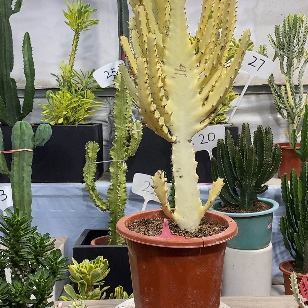 无花朵黄金龙骨一物一拍