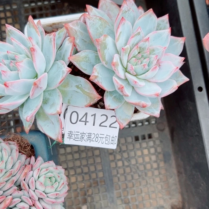 幸运儿的故事也是很精彩