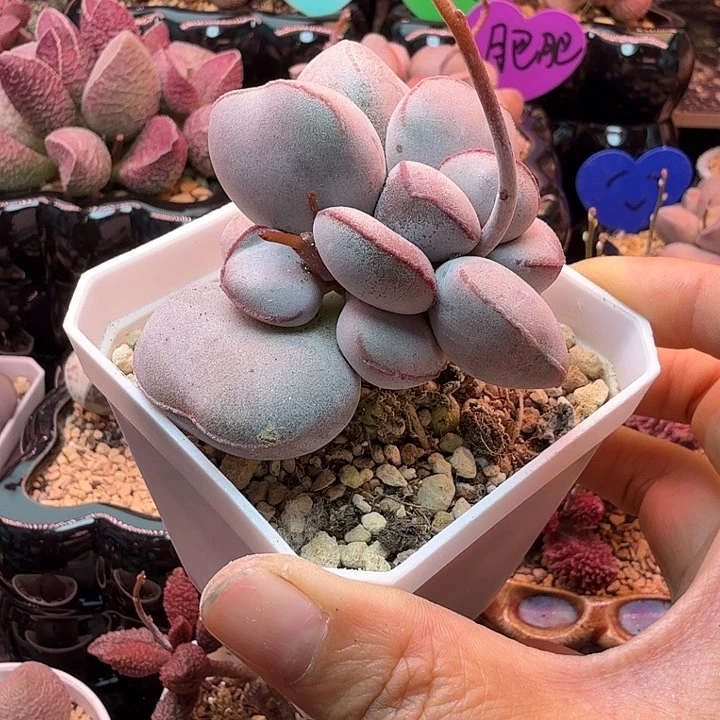 钻*糖水蜜桃的味道真的是太好